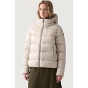 Donsjas Colmar IN2522162YO 16