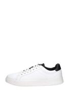 Pme Legend - Lexicone