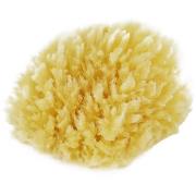 Palmetten Mediterranean Sponge Medium Medium