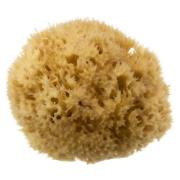 Hydréa London Honeycomb Sea Sponge